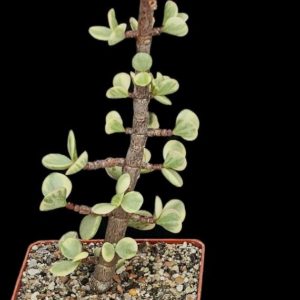 Portulacaria afra fa variegata (Elephant Bush) (for bonsai) (8x8)-  3418(94-2)