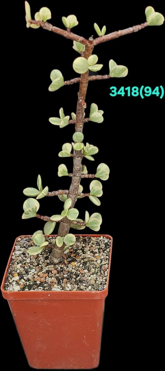Portulacaria afra fa variegata (Elephant Bush) (for bonsai) (8x8)-  3418(94-2)