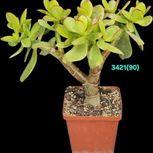 Crassula ovata `Return of Beauty` (bonsai) (from variegated)  (D=21)-3421(90)