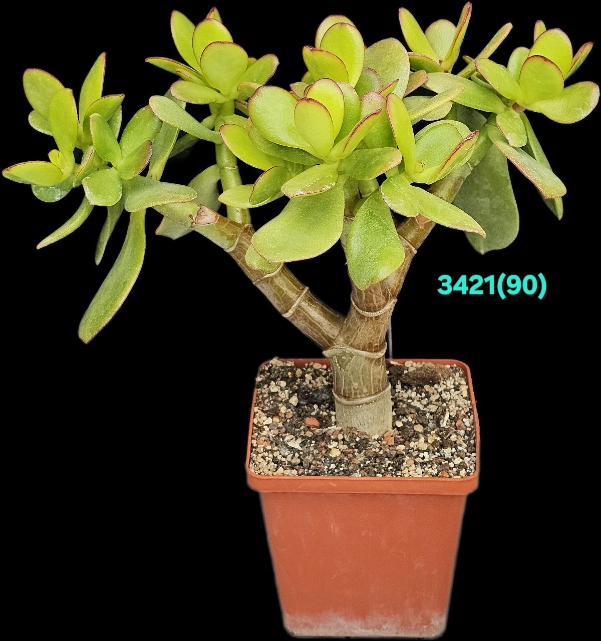 Crassula ovata `Return of Beauty` (bonsai) (from variegated)  (D=21)-3421(90)