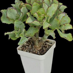 Crassula arborescens ssp. undulatifolia `Curly Bird`- Korea (h  pl.=12)-3425(65)