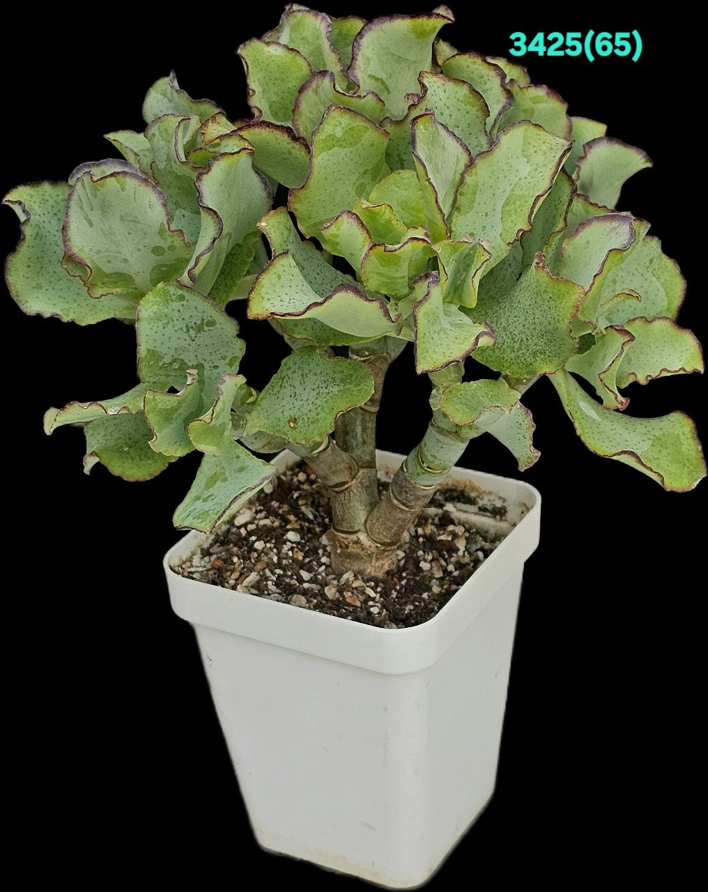 Crassula arborescens ssp. undulatifolia `Curly Bird`- Korea (h  pl.=12)-3425(65)