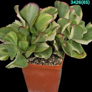 Crassula arborescens ssp. undulatifolia `Curly Bird` fa. variegata  -Korea (9x9)-3426(65)
