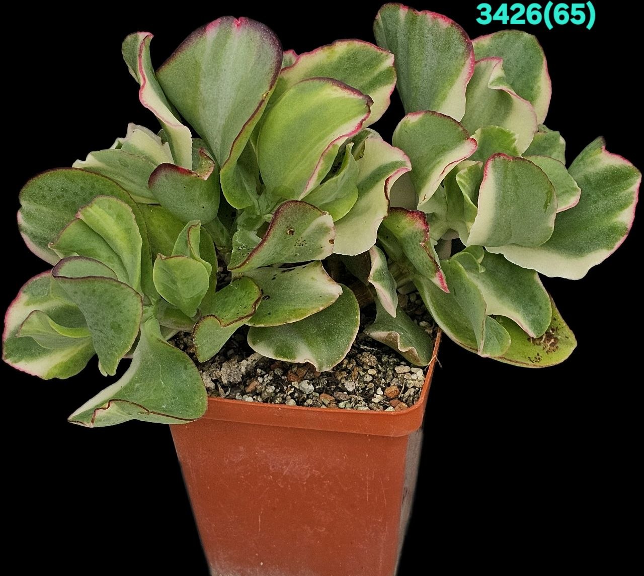 Crassula arborescens ssp. undulatifolia `Curly Bird` fa. variegata  -Korea (9x9)-3426(65)