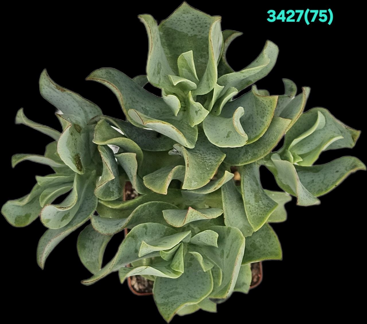 3427-1