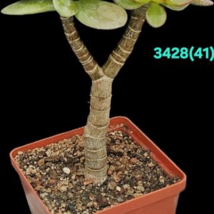 Crassula ovata var. minor `Hime Ougon Kagetsu` -Korea (h  pl.=16)-3428(41)