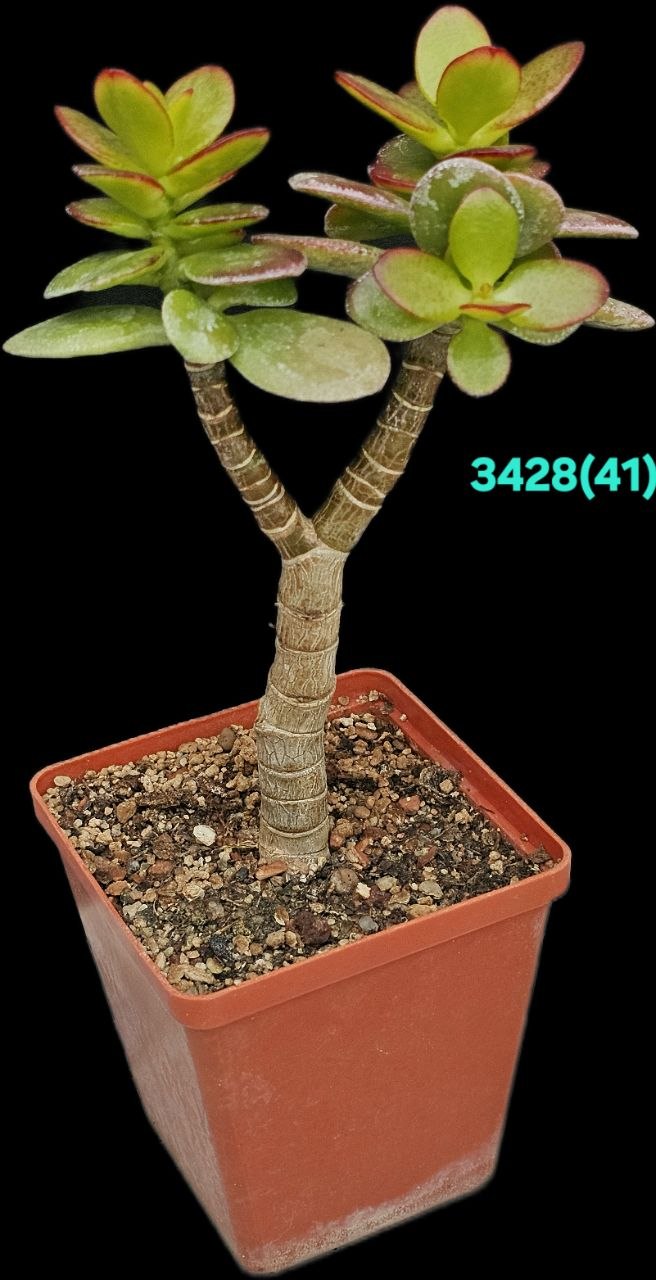 Crassula ovata var. minor `Hime Ougon Kagetsu` -Korea (h  pl.=16)-3428(41)