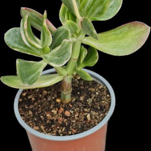 Crassula ovata `Tricolor` fa. variegata (D pl.=12)-3429(77)