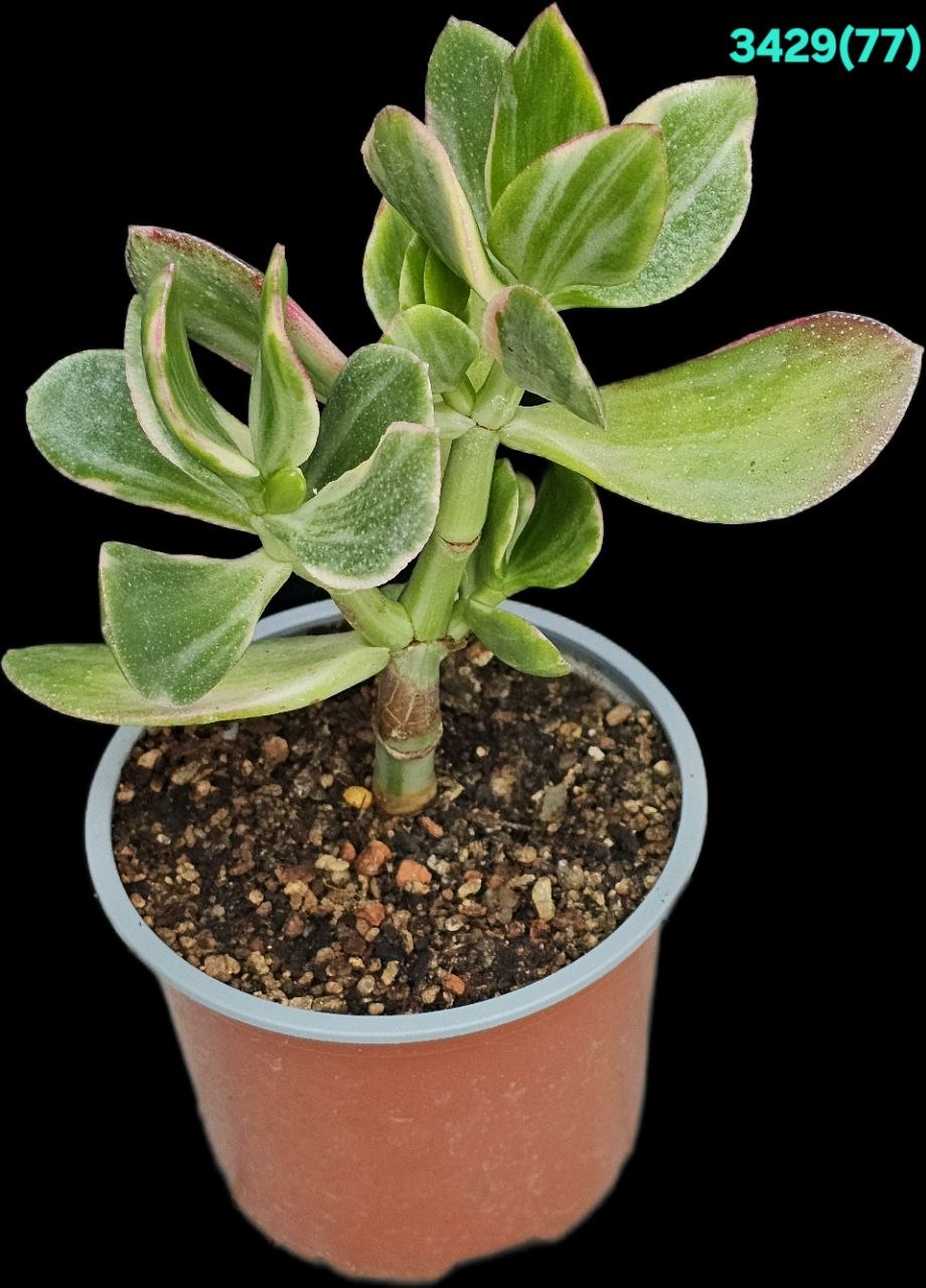 Crassula ovata `Tricolor` fa. variegata (D pl.=12)-3429(77)