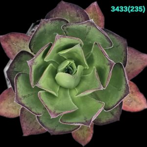 Aeonium `Marnier-Lapostolle`(D pl.=11)-3433(235)