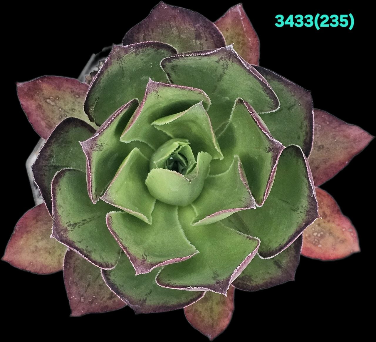 Aeonium `Marnier-Lapostolle`(D pl.=11)-3433(235)