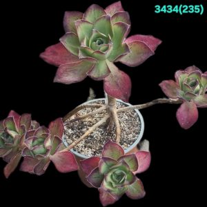 Aeonium `Marnier-Lapostolle`(10x10)-3434(235)