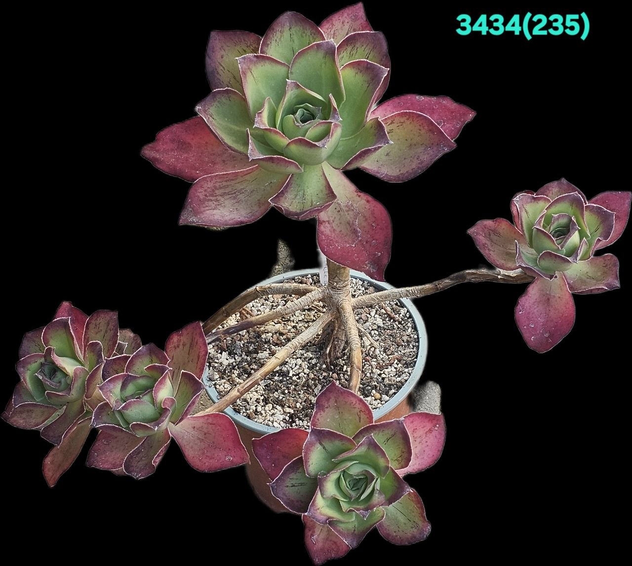 Aeonium `Marnier-Lapostolle`(10x10)-3434(235)