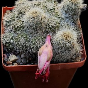 Lobivia steinmannii applanata –R 486 (7x7)-3441B