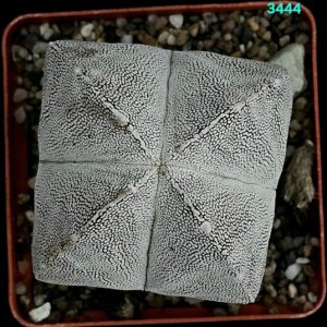 Astrophytum onzuka `quadricostatum` ` ball` (7x7)-3444