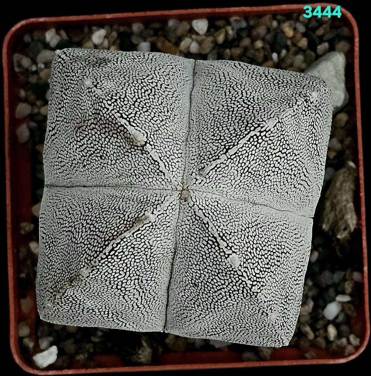 Astrophytum onzuka `quadricostatum` ` ball` (7x7)-3444