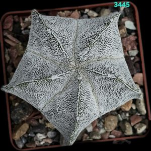 Astrophytum onzuka (8x8)-3445