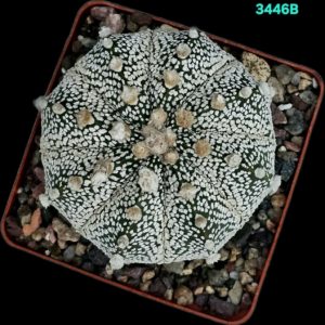 Astrophytum hybrid [`SenAs` X `SK`] (8x8)-3446B