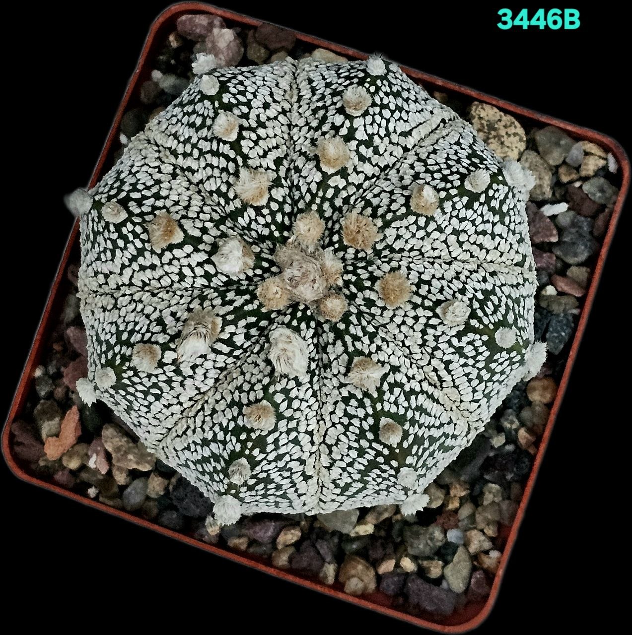 Astrophytum hybrid [`SenAs` X `SK`] (8x8)-3446B