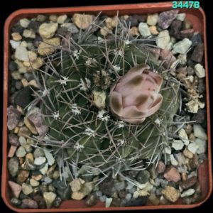Gymnocalycium kroenleinii –GK (7x7)-3447B