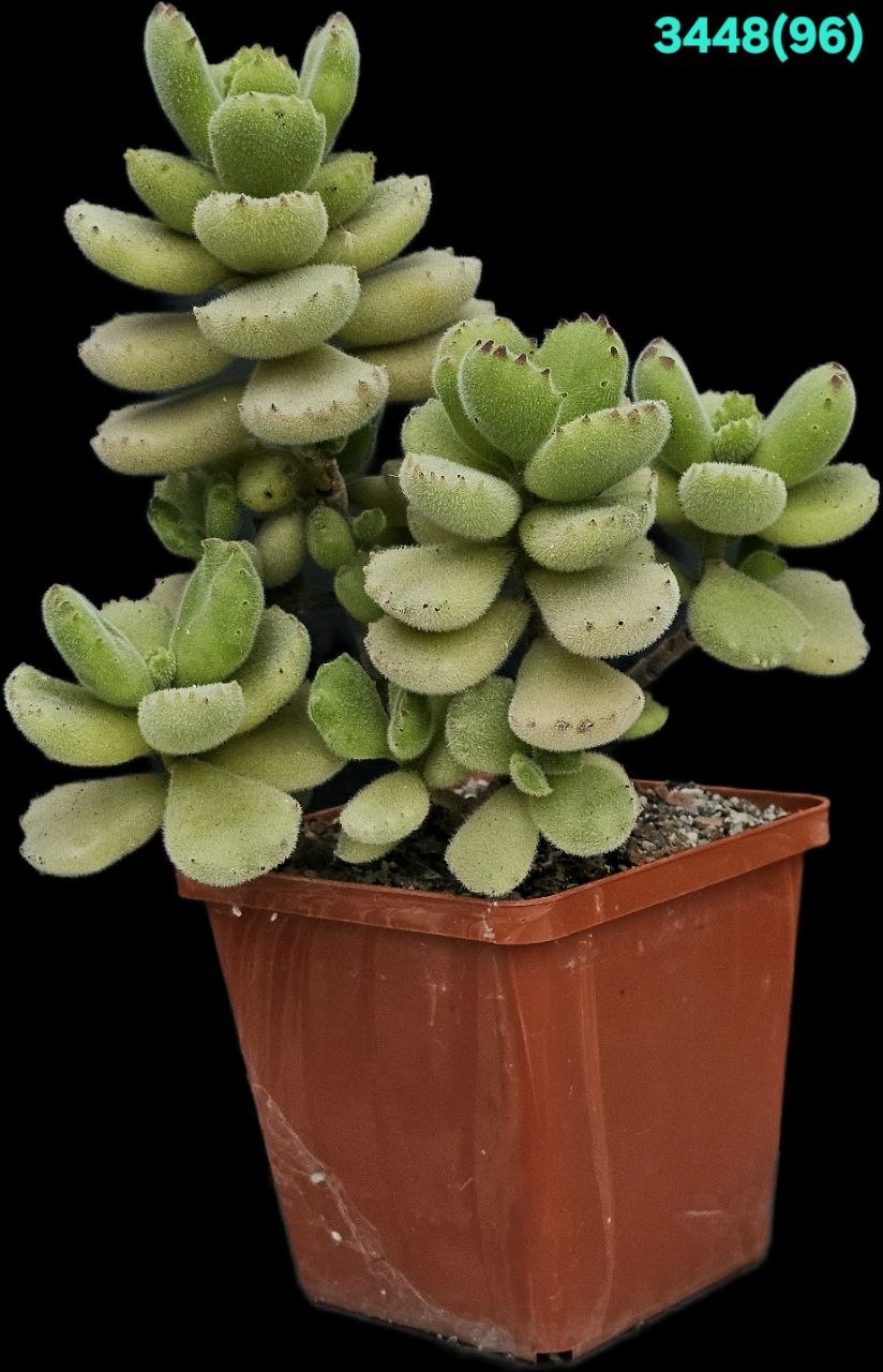 Cotyledon tomentosa (10x10)-3448(96)