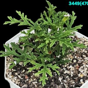 Pelargonium `Dr. Livingston` (`Skeleton Rose`) (scented!)  (запашна!) (9х9)-3449(470)