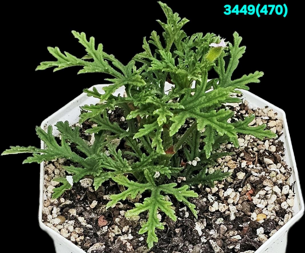 Pelargonium `Dr. Livingston` (`Skeleton Rose`) (scented!)  (запашна!) (9х9)-3449(470)