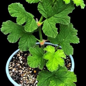 Pelargonium `Chocolate Pepermint` (mint-scented) (H pl.=13)-  3452(197)