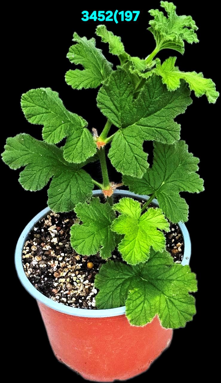 Pelargonium `Chocolate Pepermint` (mint-scented) (H pl.=13)-  3452(197)