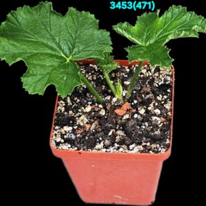 Pelargonium `Ashby` (scented!) (запашна!) (7x7)-3453(471)