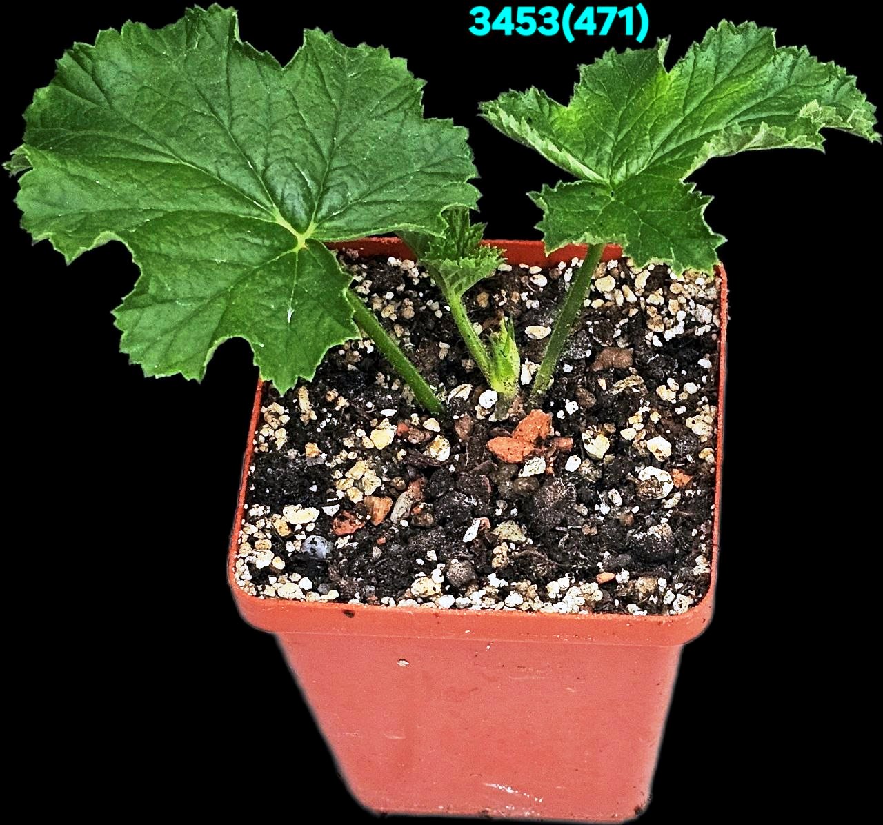 Pelargonium `Ashby` (scented!) (запашна!) (7x7)-3453(471)