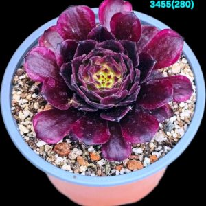 Aeonium `Black Peony` (D pl.=7)-3455(280)