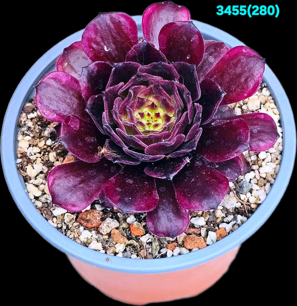 Aeonium `Black Peony` (D pl.=7)-3455(280)