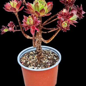 Aeonium `Cornish Tribute` (H pl.=15)-3458(174)