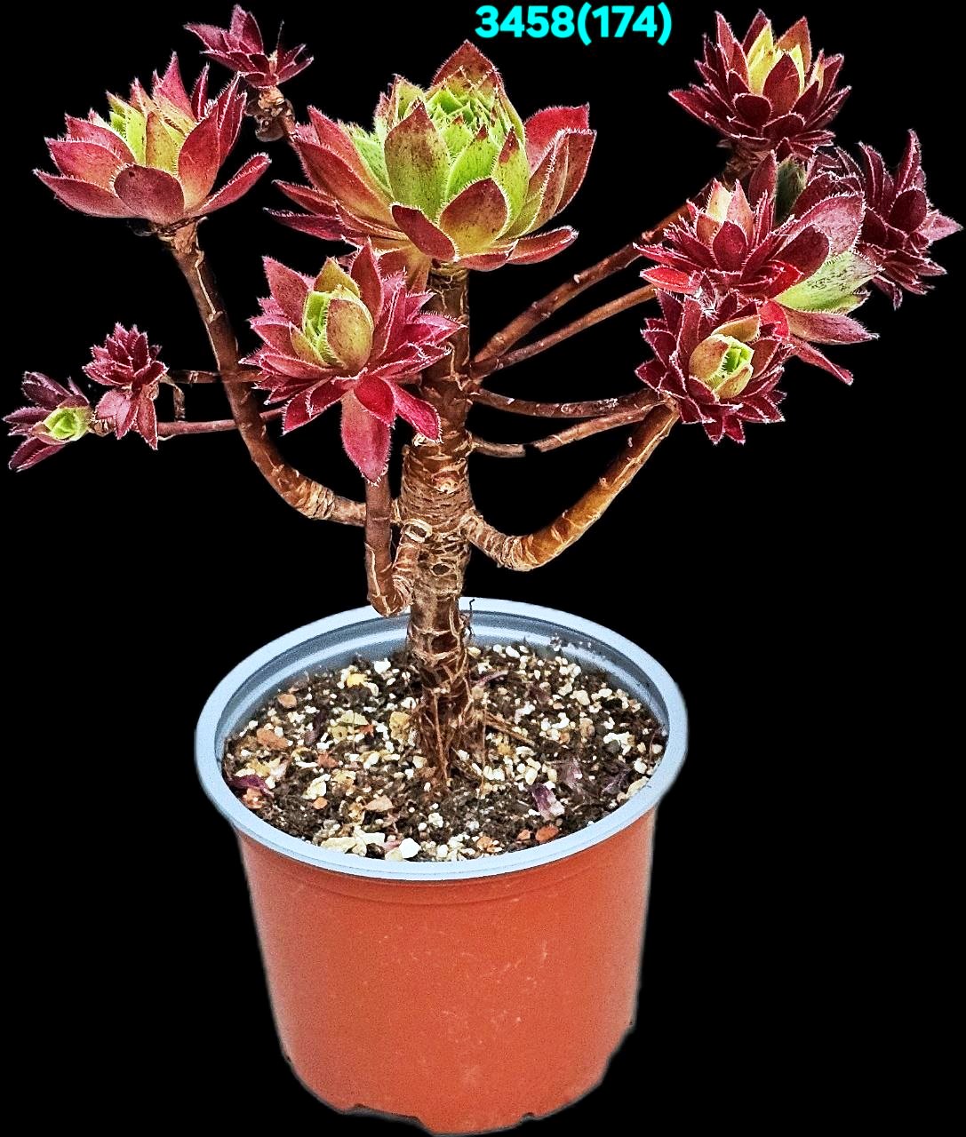 Aeonium `Cornish Tribute` (H pl.=15)-3458(174)