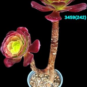 Aeonium `Cyclops` (H pl.=27)-3459(242)