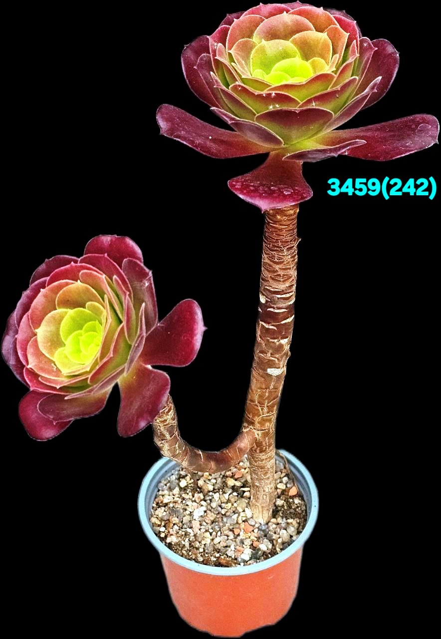 Aeonium `Cyclops` (H pl.=27)-3459(242)