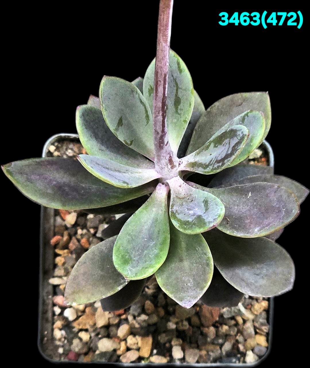 Senecio (Kleinia) fulgens (caudex) (7x7)-3463(472)