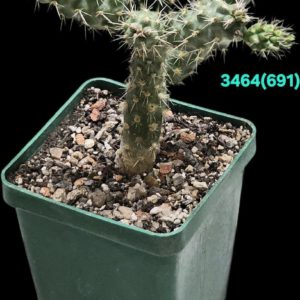 Сylindropuntia cholla (6х6)-3464(691)