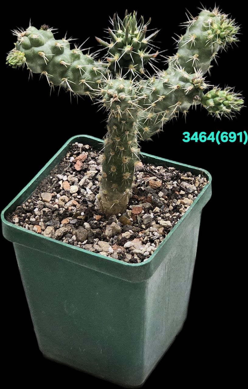 Сylindropuntia cholla (6х6)-3464(691)