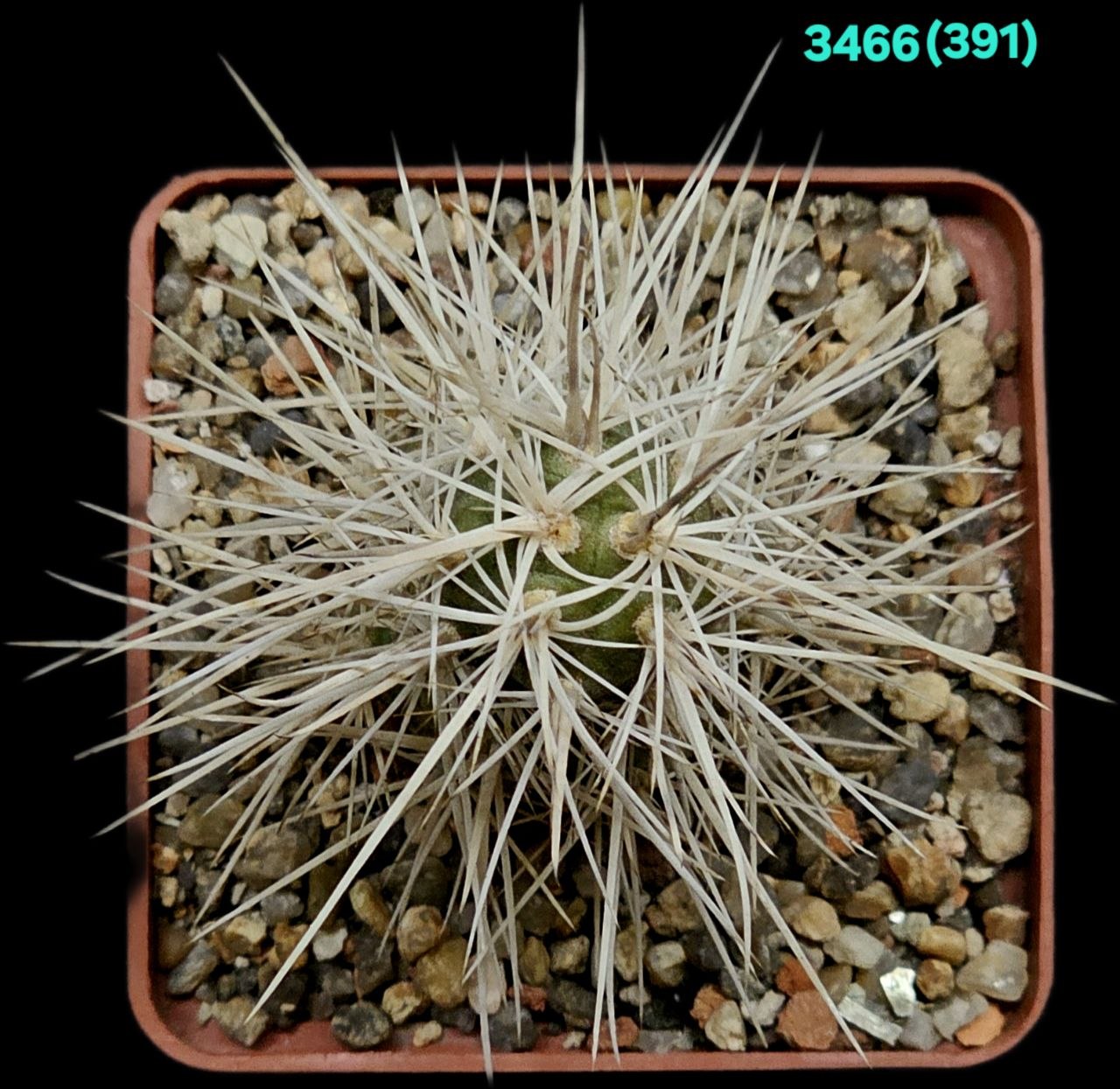3466-1