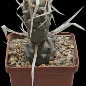 Tephrocactus articulatus `Paper Spine` -GK (7x7)-3467(428)