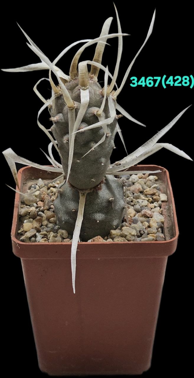 Tephrocactus articulatus `Paper Spine` -GK (7x7)-3467(428)