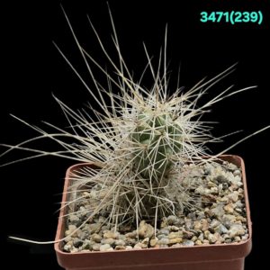 Tephrocactus alexanderi - V.Baldachitos, Uhlig (8x8)-3471(239)