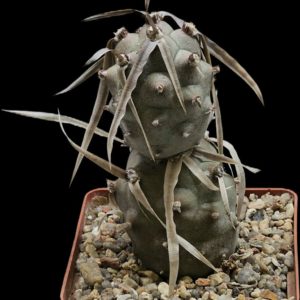 Tephrocactus articulatus var. papyracanthus (longispinus) -UL  1017, GK (8x8)-3472(437)