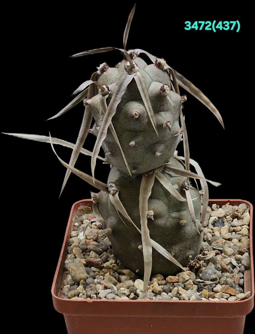 Tephrocactus articulatus var. papyracanthus (longispinus) -UL 1017, GK (8x8)-3472(437)