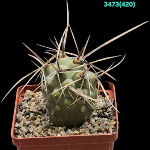 Tephrocactus aoracanthus - DJF 362 (8x8)-3473(420)