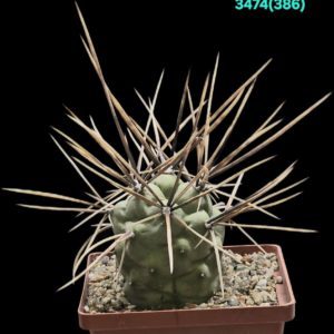 Tephrocactus aoracanthus - HPT 75 (10x10)-3474(386)