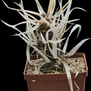Tephrocactus articulatus var. papyracanthus (fa) –Kiesling (8x8)-  3475(455)