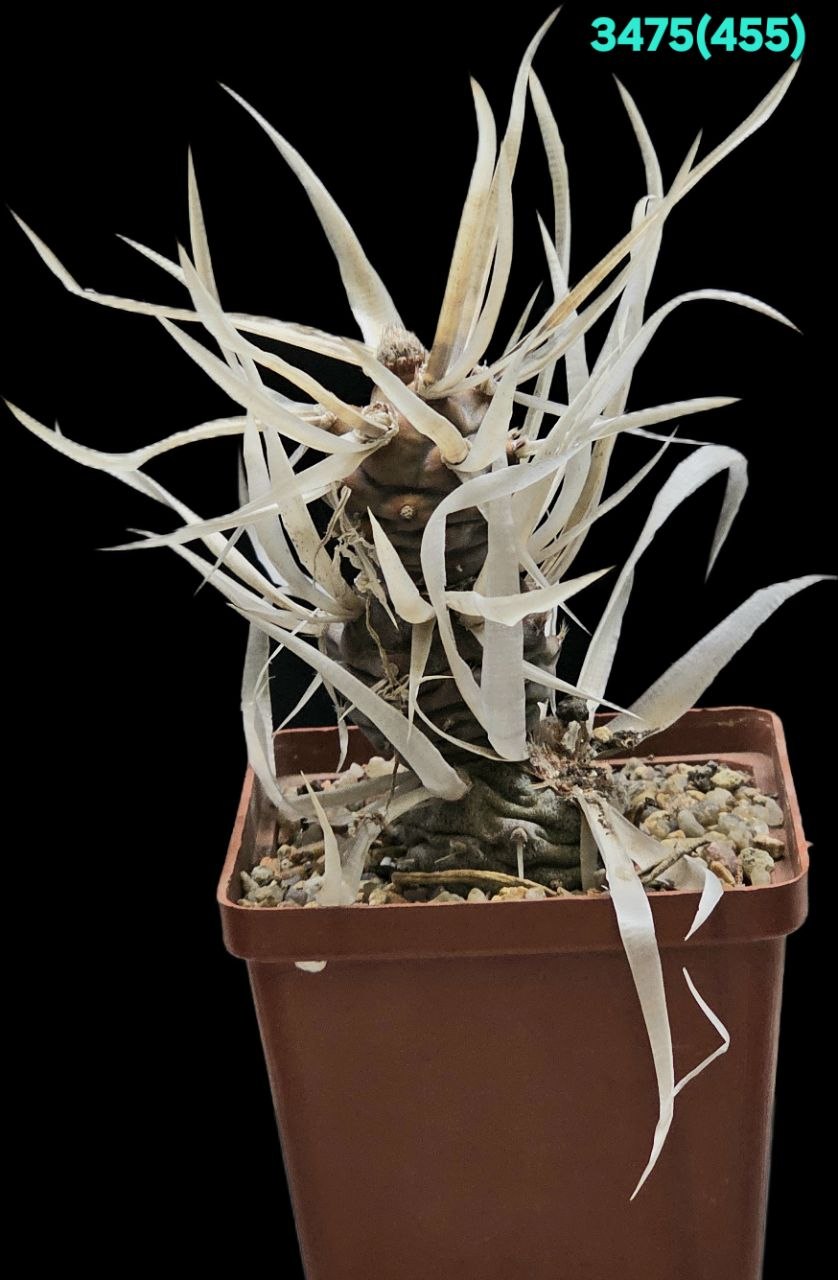Tephrocactus articulatus var. papyracanthus (fa) –Kiesling (8x8)-  3475(455)